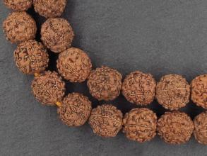 Rudraksha a in semiaka