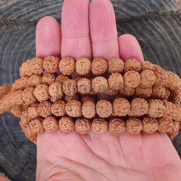 rudraksha-koralky-11-12mm-snura-1