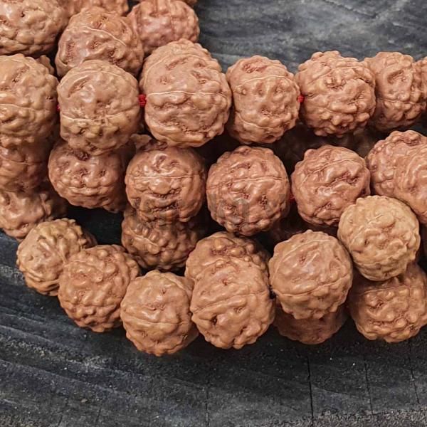 Rudraksha korlky 11-12mm nra